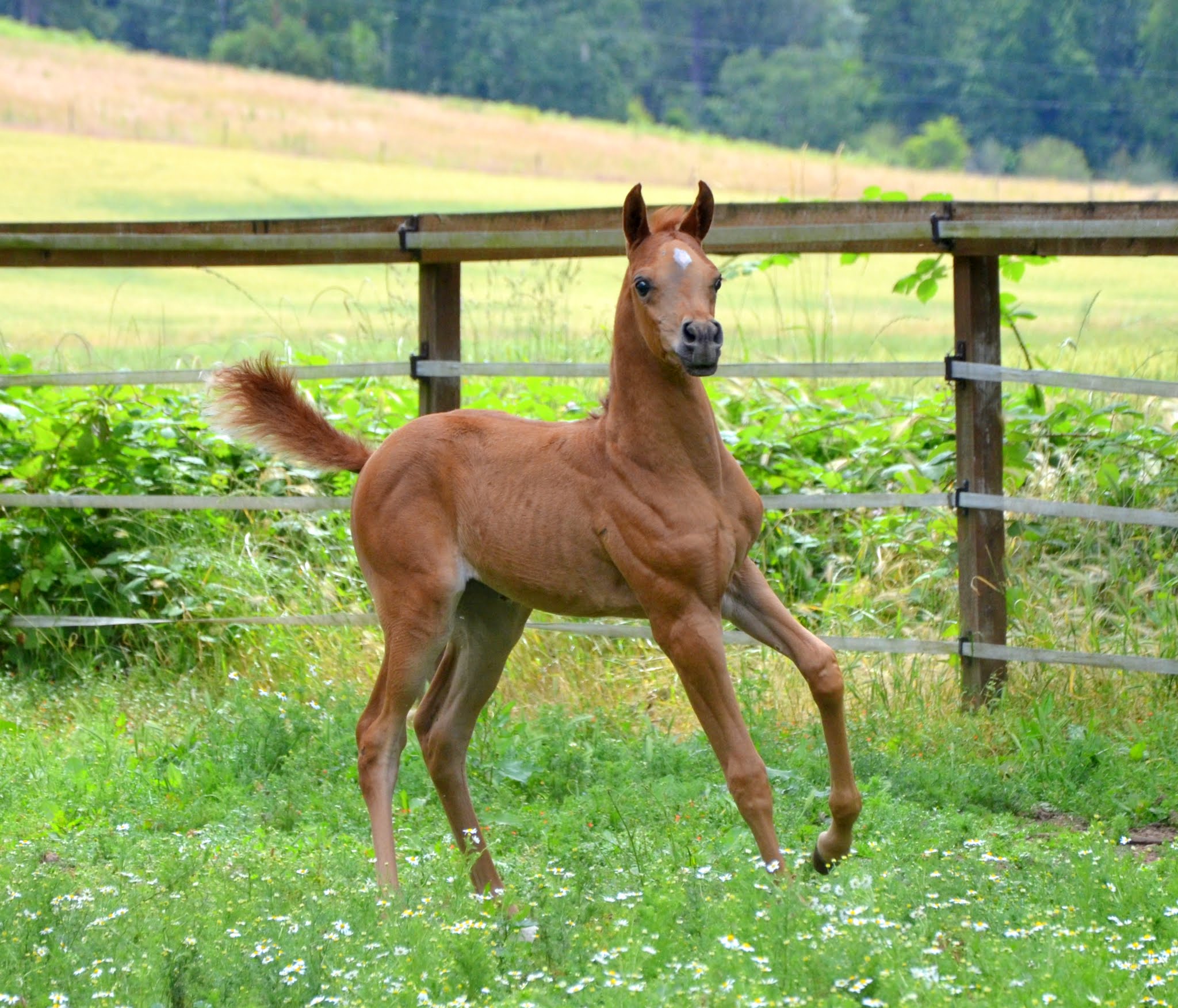 Arabian Arabians Arabian Horses For Sale